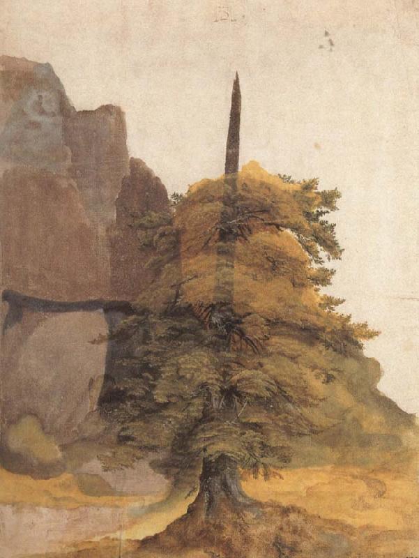Albrecht Durer A Tree in a Quarry oil painting picture